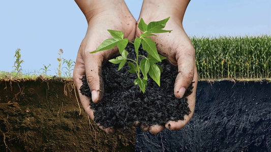 La Terra Preta, un Héritage pour une Agriculture Durable