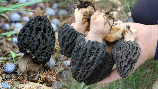 Les champignons poussent aussi au printemps !